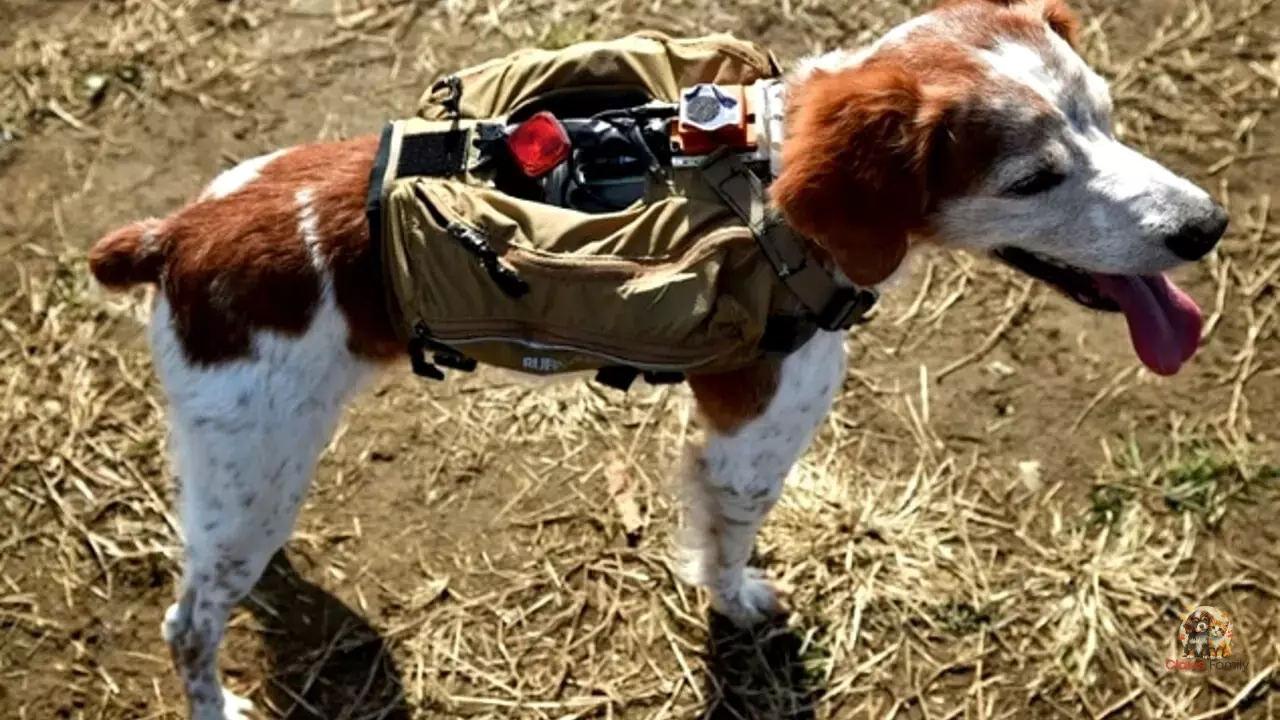 Robodogs: The Jacket That Helps Rescue Dogs Find Missing People